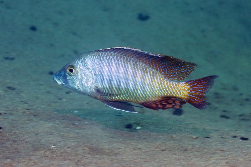 Lethrinops lethrinus 'Malopa'